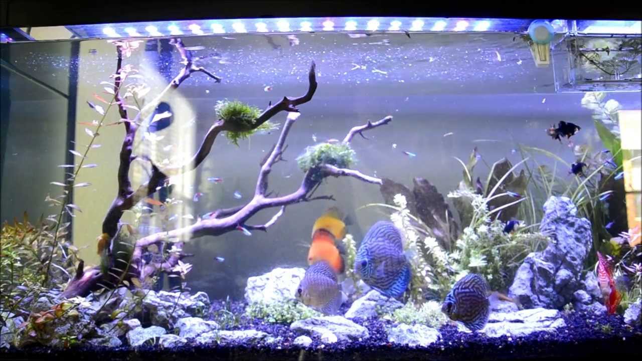 125 gallon tank with New Maxspect Razor R420R 160W 8000K LED Light Fixture