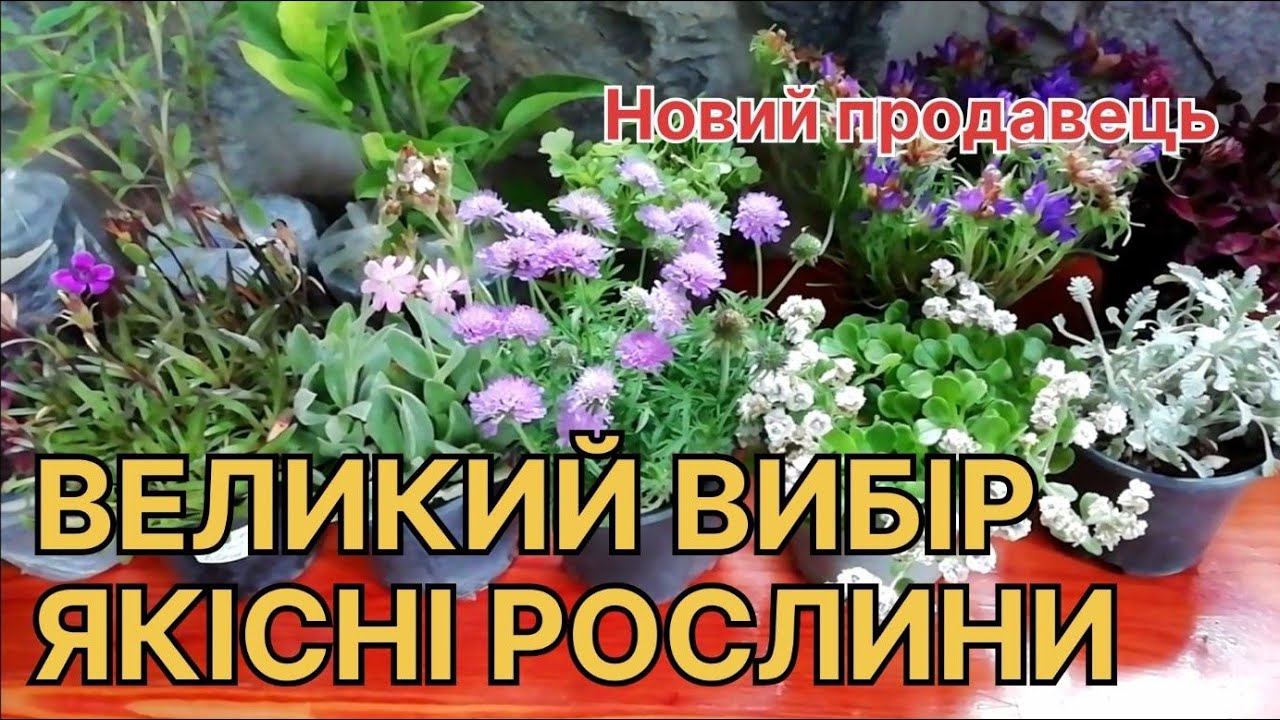 Чому я вже НЕ КУПЛЯЮ рослини в інтернет-магазинах? Велика розпаковка
