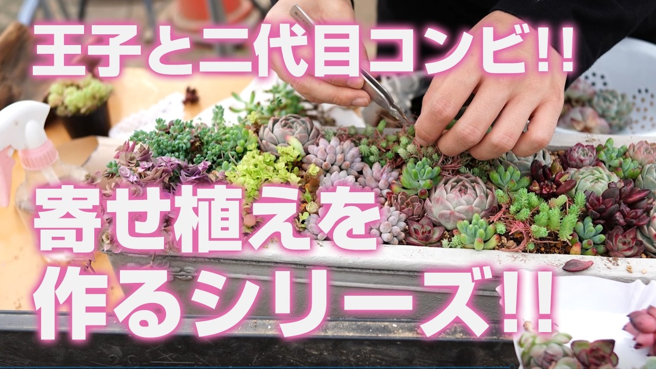 【多肉植物】王子と二代目コンビ!!寄せ植えを作るシリーズ!!【succulent】トロピカルガーデン