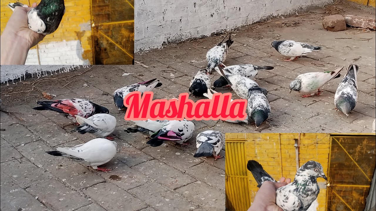 Virus se bare kabuter maar gaye 