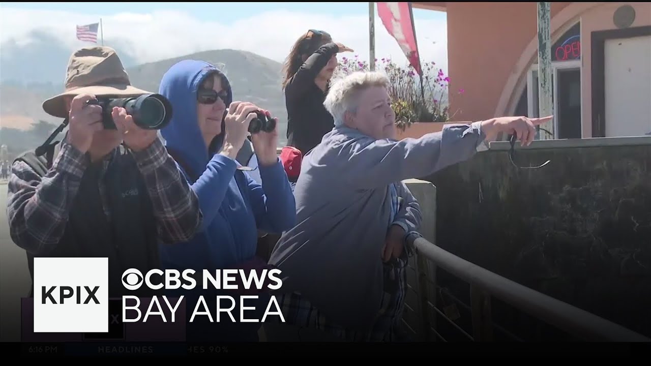 Pacifica shore continues to be visited by humpback whales