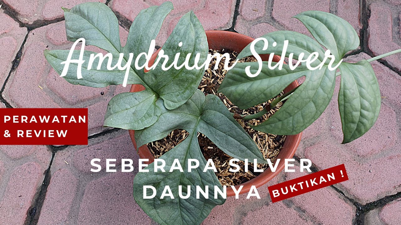 Perawatan Amydrium Silver , Seberapa Silver Daunnya ? #amydriumsilver #monstera_kebuncilik