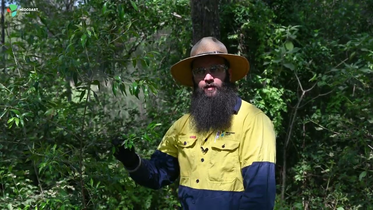 The Problem with African Olive in Australia