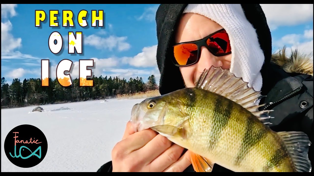 Ice Fishing For PERCH With Mormyska - Deadly Effective!