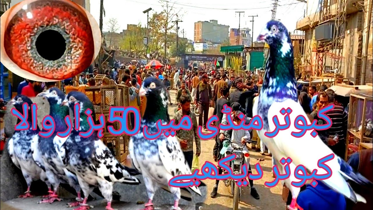 Lahore Sunday Birds market لاہور لاڑی اڈا کبوتر منڈی Leasts Update Shakeel Ahmad ☎️0321153648