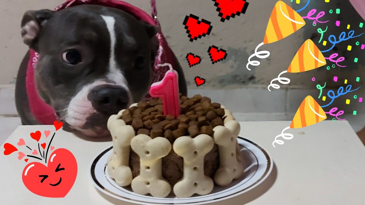 Como Fazer Bolo De Aniversário Para Seu Pet,Aniversário Da Kiara /Comidas da Drika