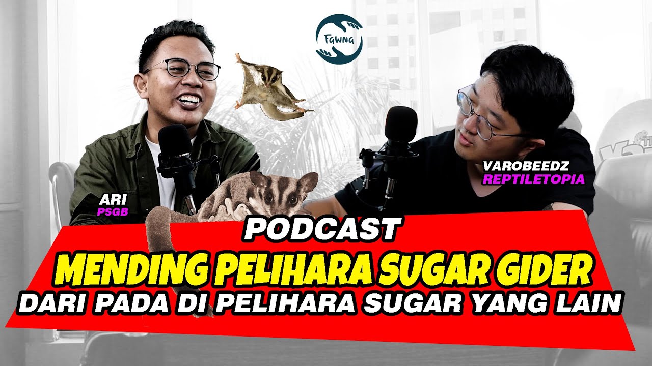BISA OBES!!! INI CARA PERAWATAN SUGAR GLIDER | THE VARO SHOW ARI PSGB 2