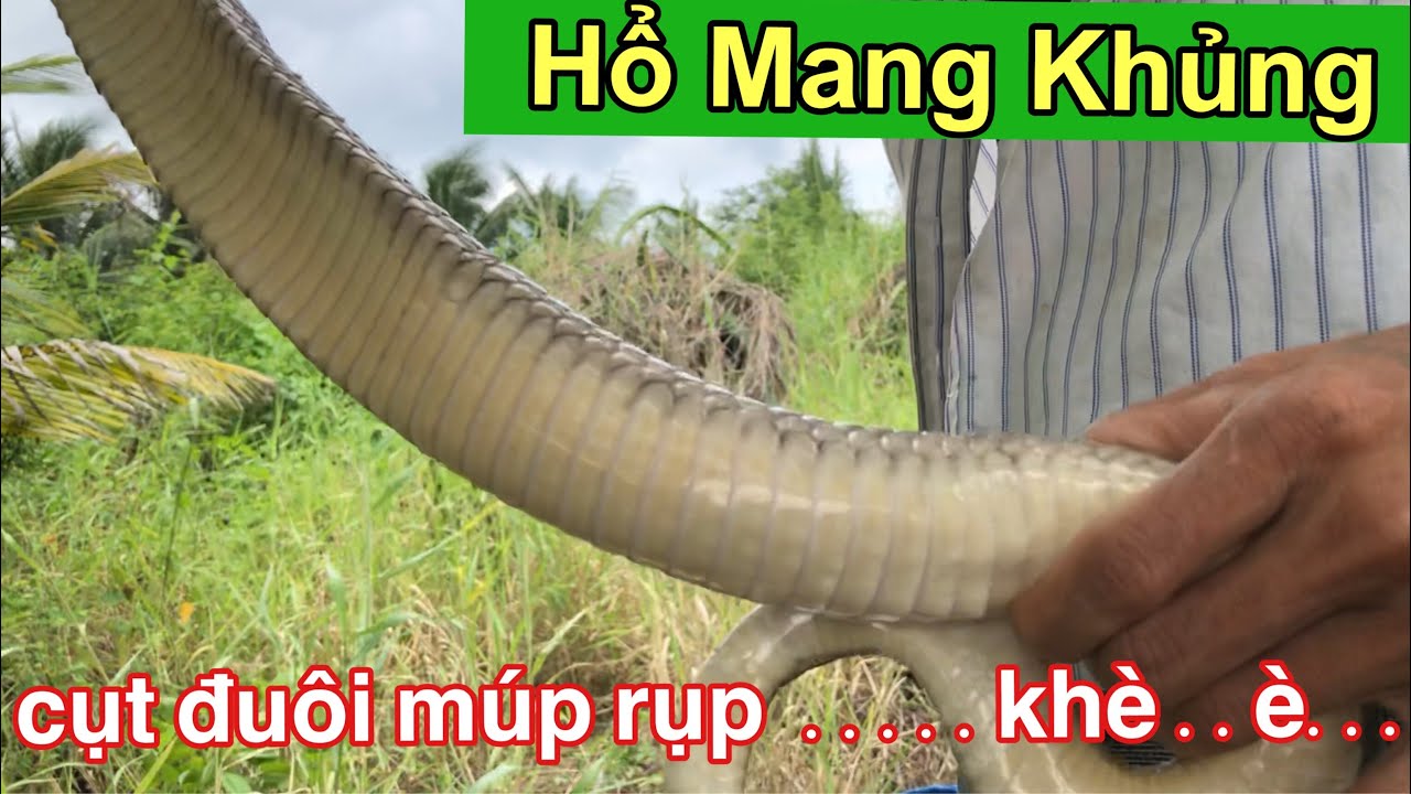 Bẫy Rắn Độc - Chi&ecirc;m Ngưỡng Con Hổ Mang Khủng Hung Dữ M&uacute;p Rụp Bị Cụt Đu&ocirc;i