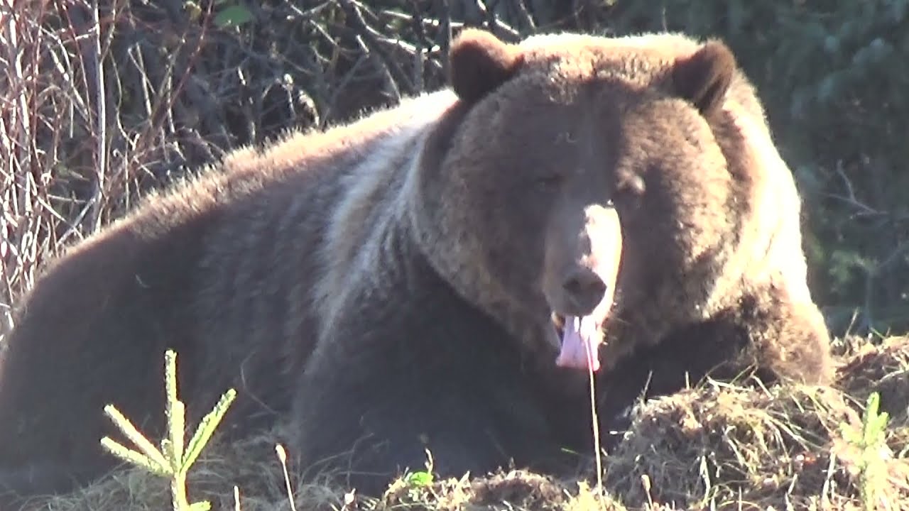 Huge grizzly bear on a carcass!