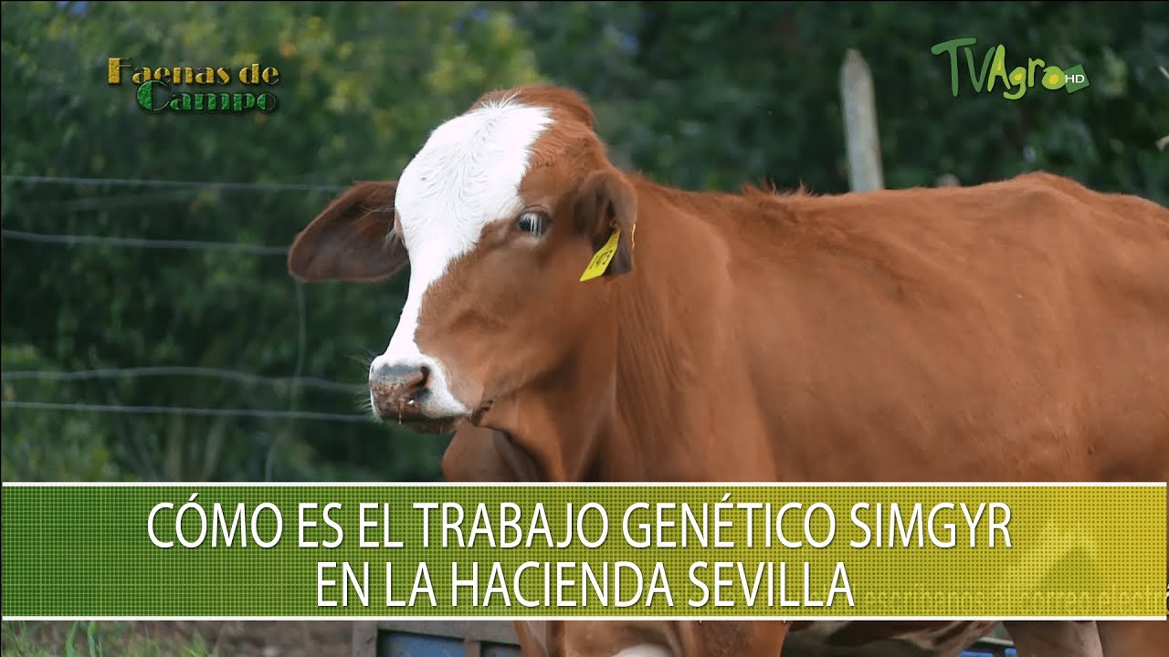 Como es el trabajo genetico SimGyr en la hacienda sevilla - TvAgro por Juan Gonzalo Angel Restrepo