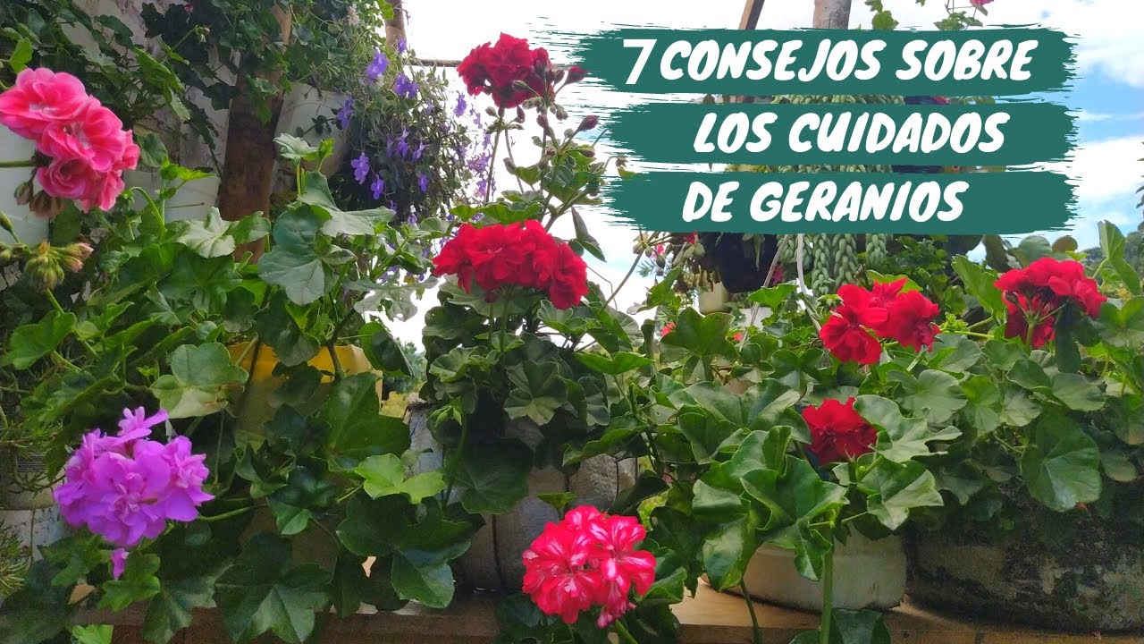 7 Consejos sobre los cuidados de  geranios hiedra | Geranios colgantes | Jardín Diaz