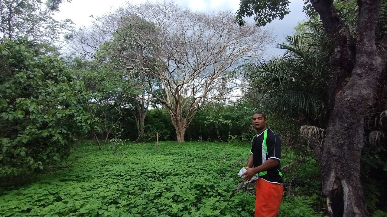RUINAS DE UM CASARÃO NO MEIO DO MATO E PEGAMOS  MUDAS DE BURITI