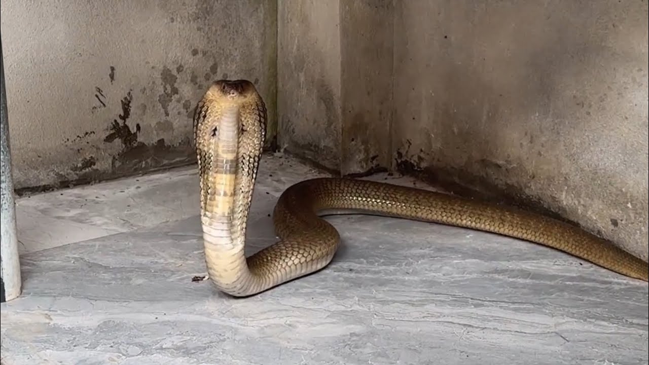 Rắn Hổ Khủng Vào Săn Chồn Hương Bình Thuận 😱