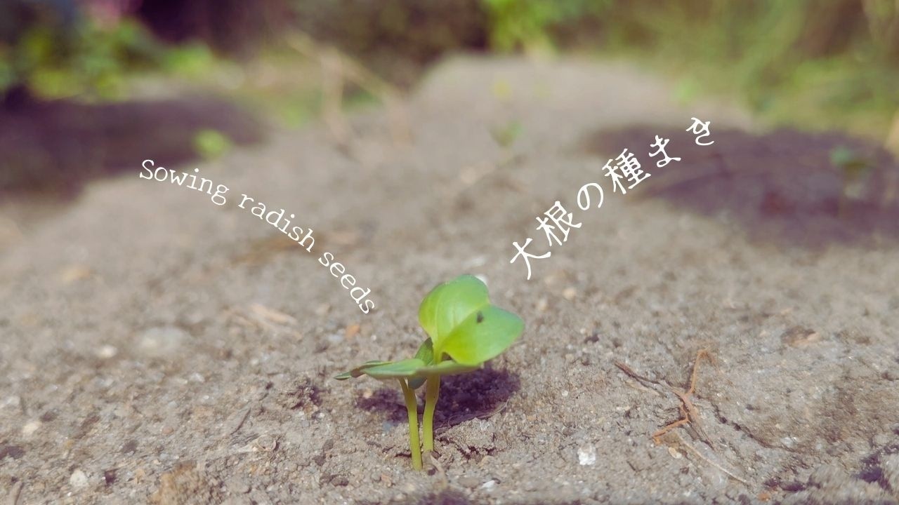 大根の種まきをしました│かぼちゃのチーズケーキ[古民家での暮らしについて]