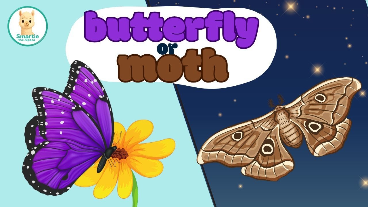 Butterfly vs Moth for Kids | Difference Between Moth and Butterfly
