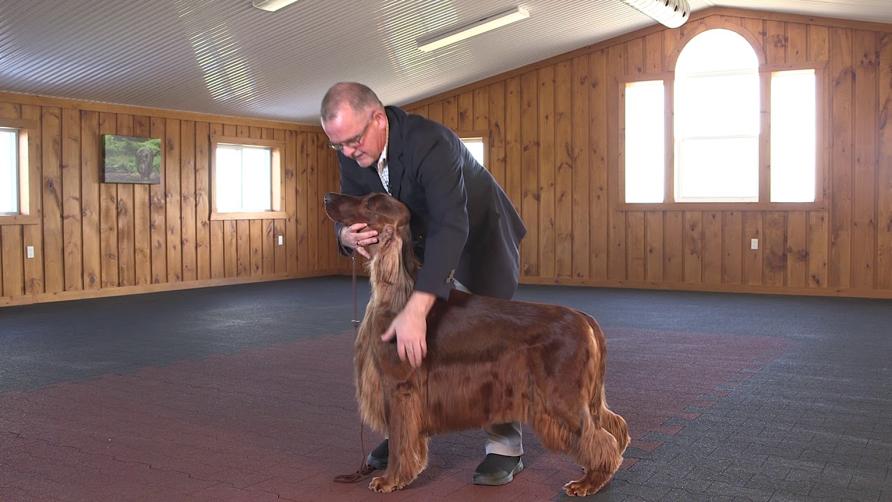 Dog Show Tips - The No Fuss Stack (Large Dog)
