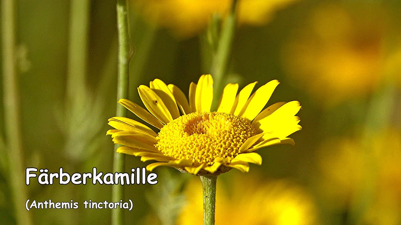 Färberkamille