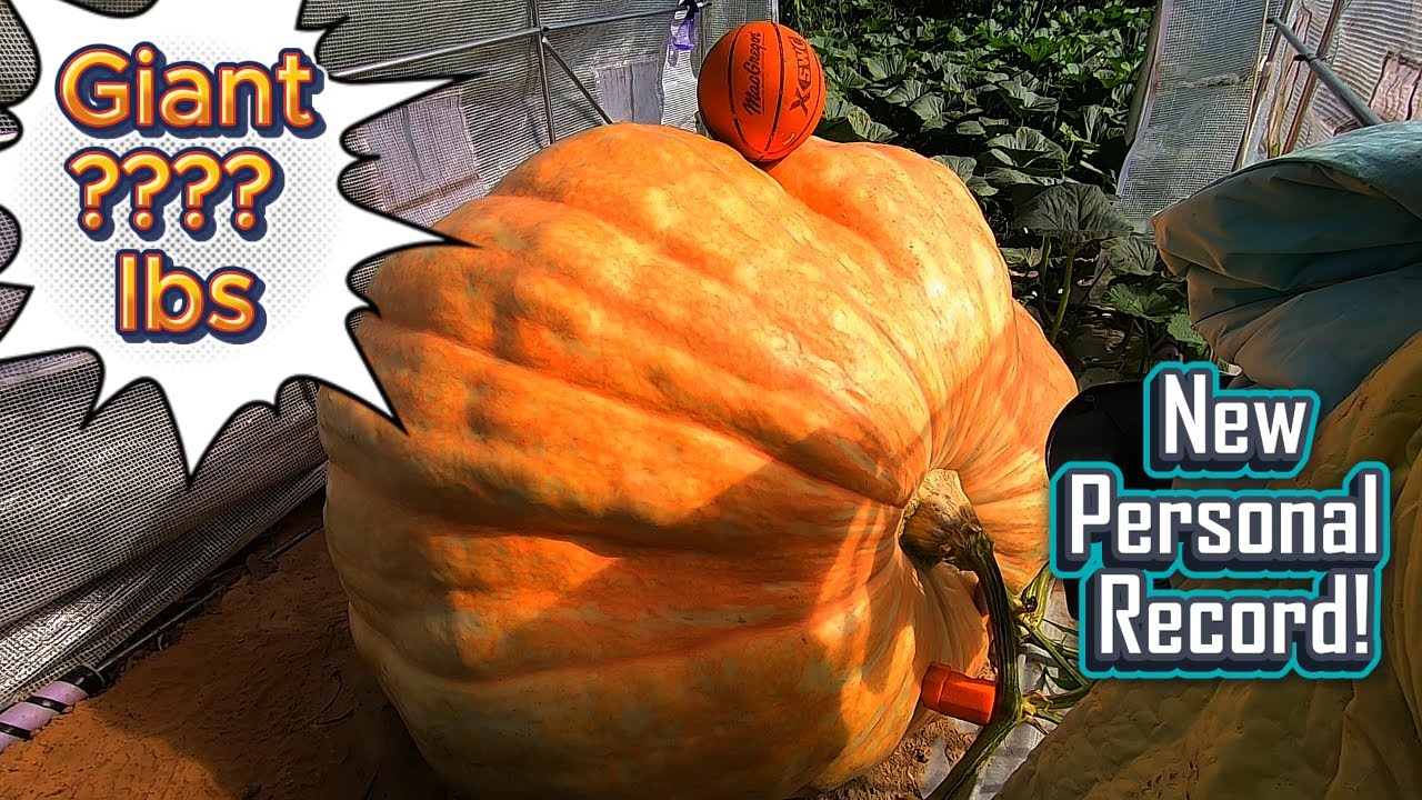 Largest Pumpkin I've Ever Grown!!! Patch Update ( Aug 26 )
