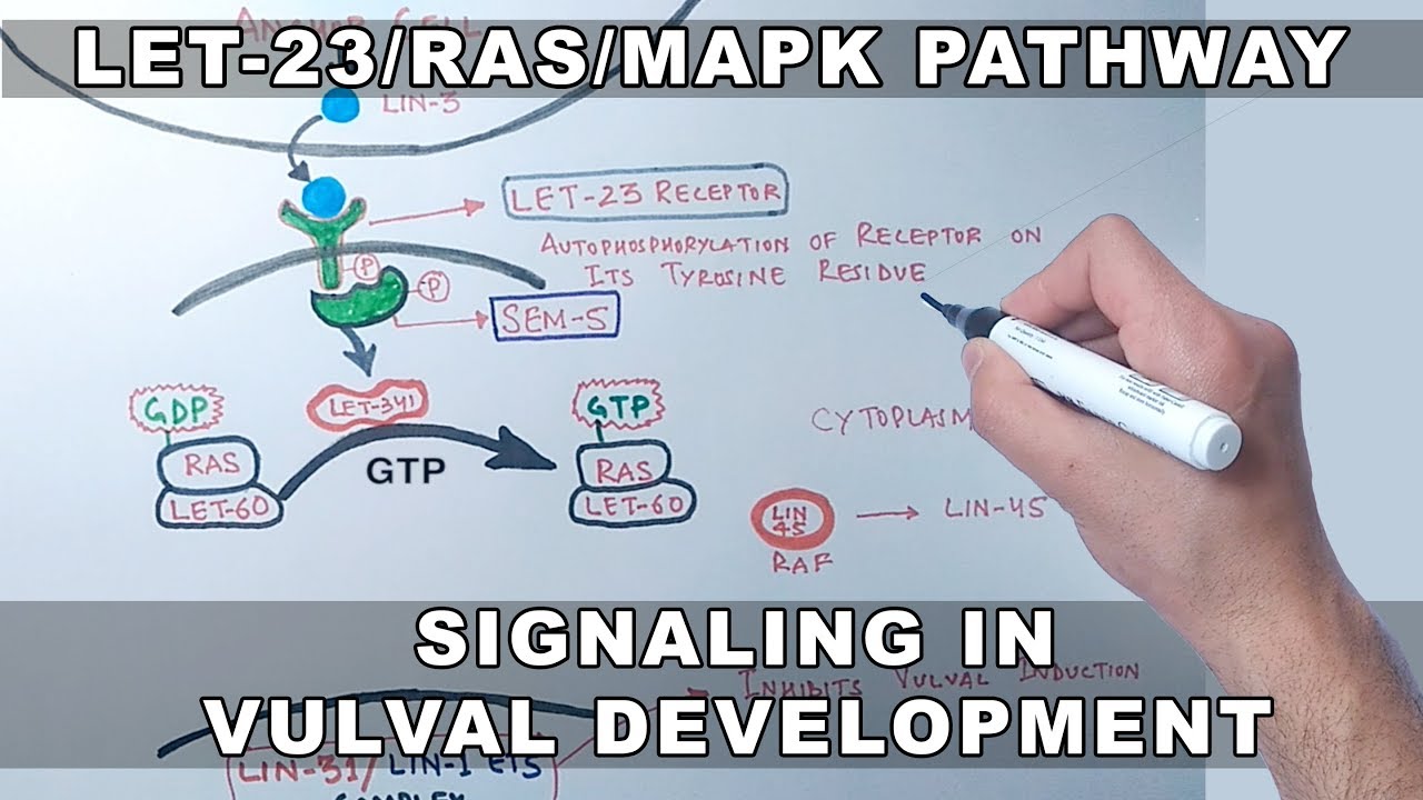 LET 23/RAS/MAPK Signaling Pathway in C.elegans