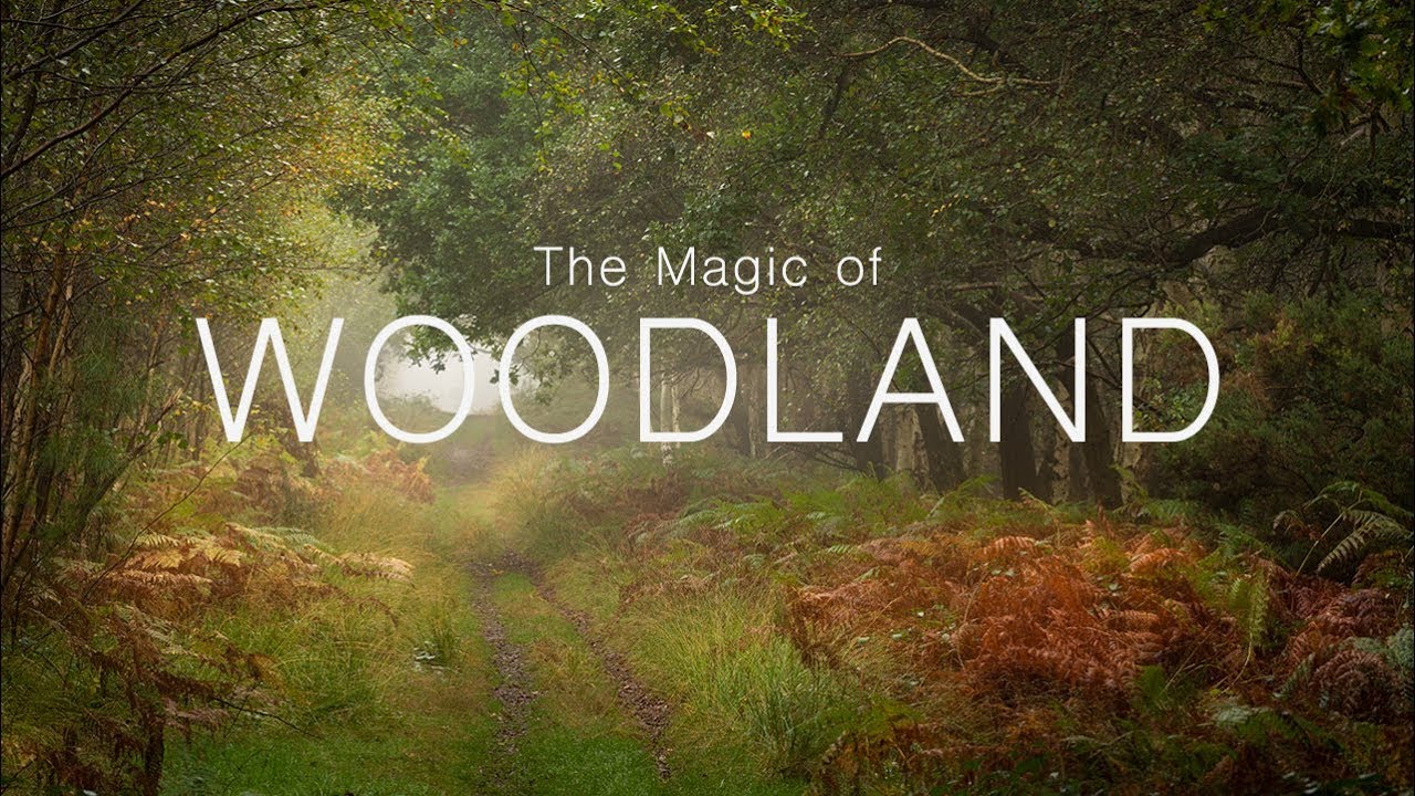 Landscape Photography | The Magic of Woodland