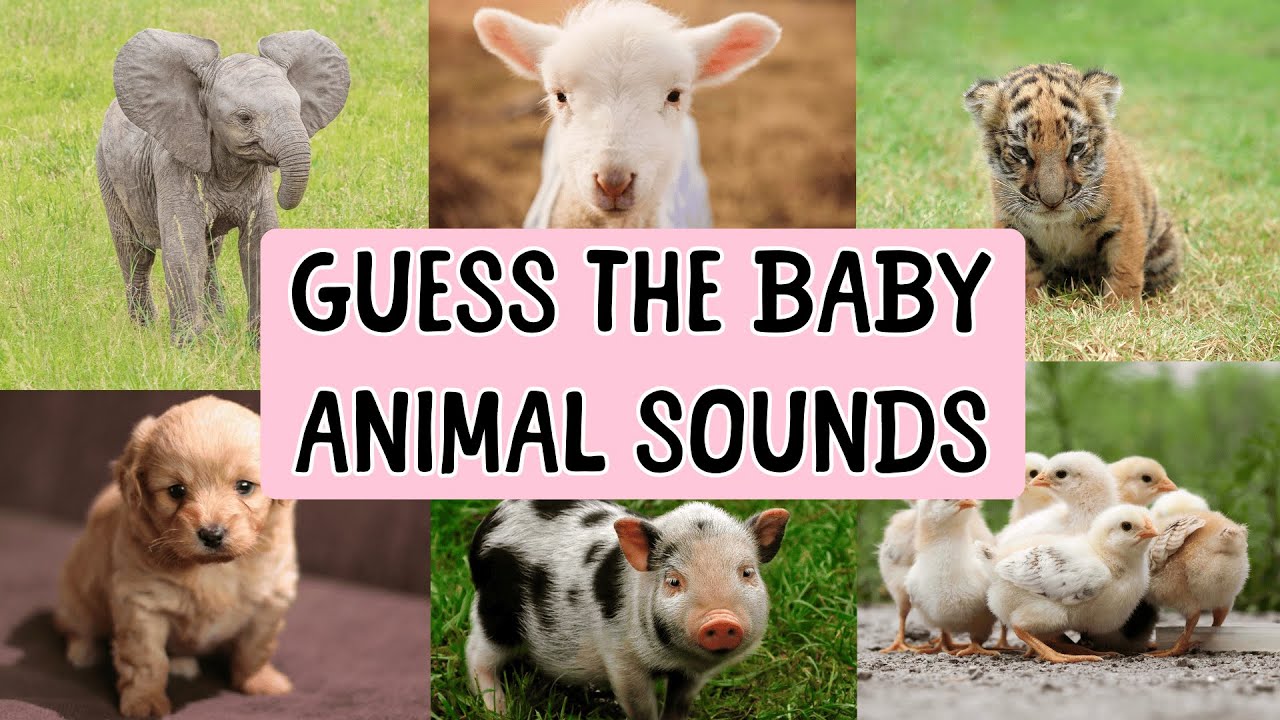 Guess the Baby Animal Sound! | Can You Guess the Baby Animal? | Educational Video for Kids
