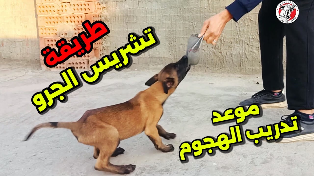 تشريس الجرو من ٤٥ يوم وموعد تدريب الهجوم اصنع كلب شرس