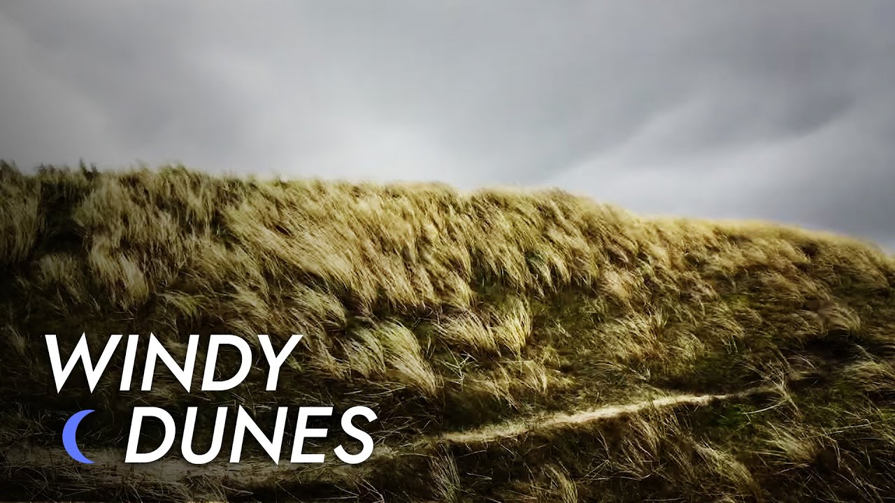 Grass Field Wind - 10 Hours of Pure Relaxation | Wind Sound - Howling Wind