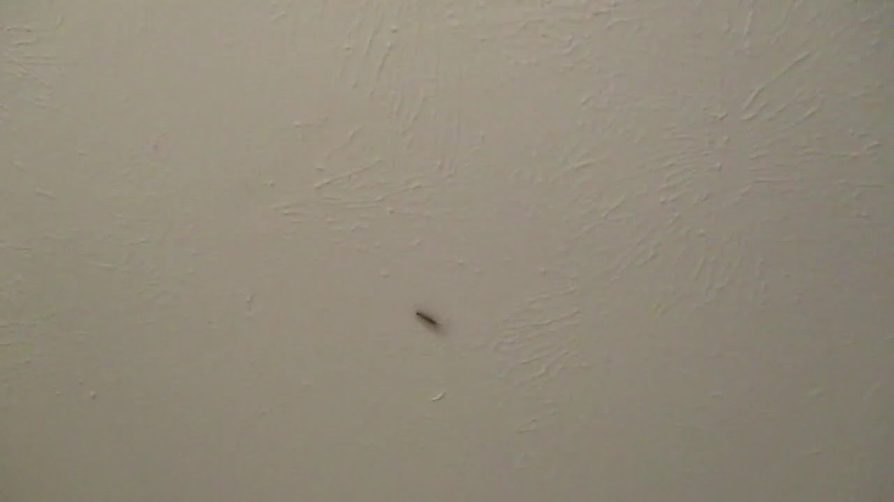 PHIL THE HOUSE CENTIPEDE ON THE MOVE