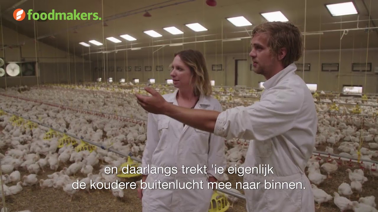 Hoe zorg je voor 35.000 kippen?