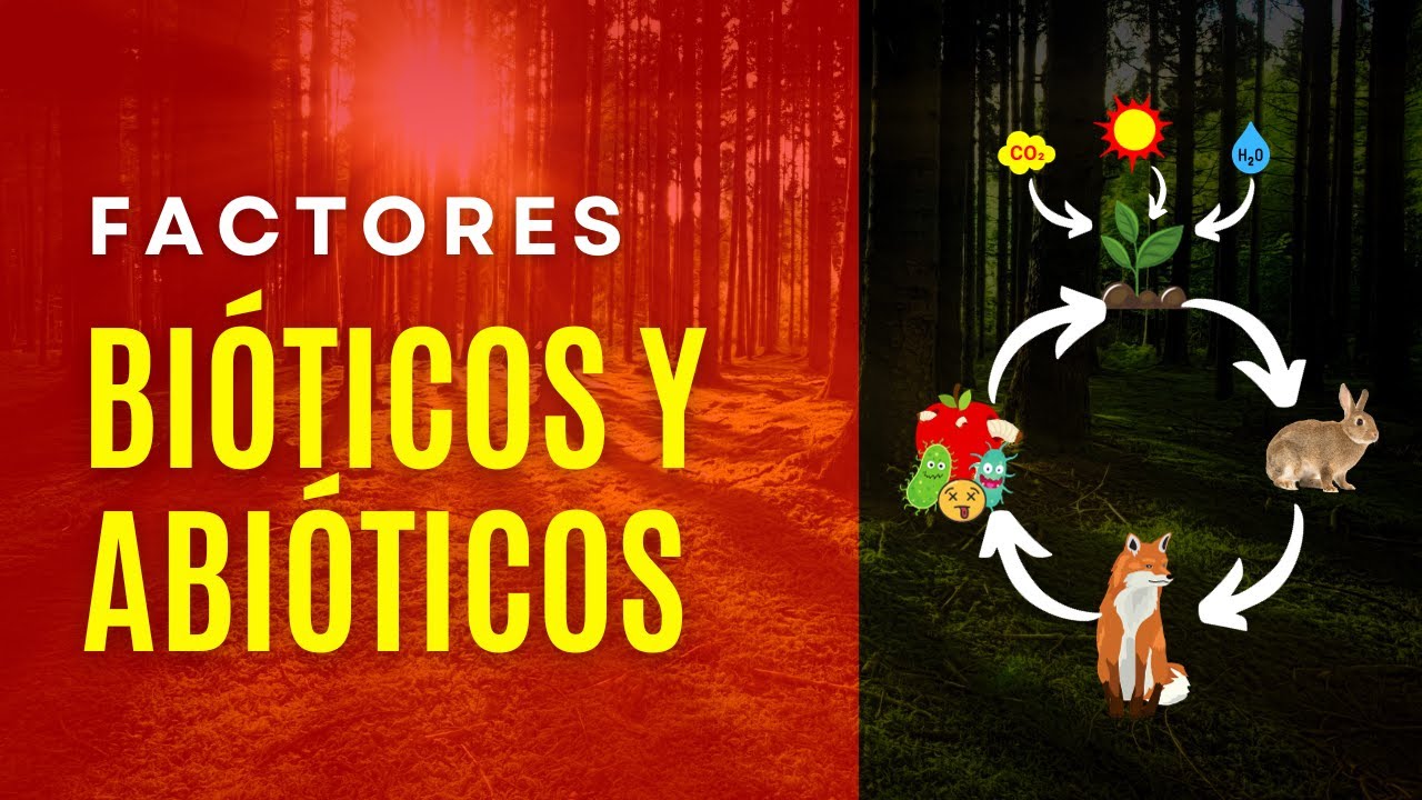 🌎Interacci&oacute;n en el ecosistema: Factores bi&oacute;ticos y abi&oacute;ticos al descubierto