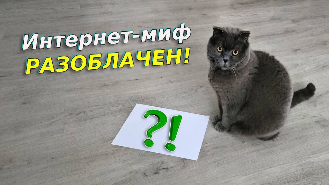 Эксперимент с котом и белым листом — как реагирует настоящий британец?