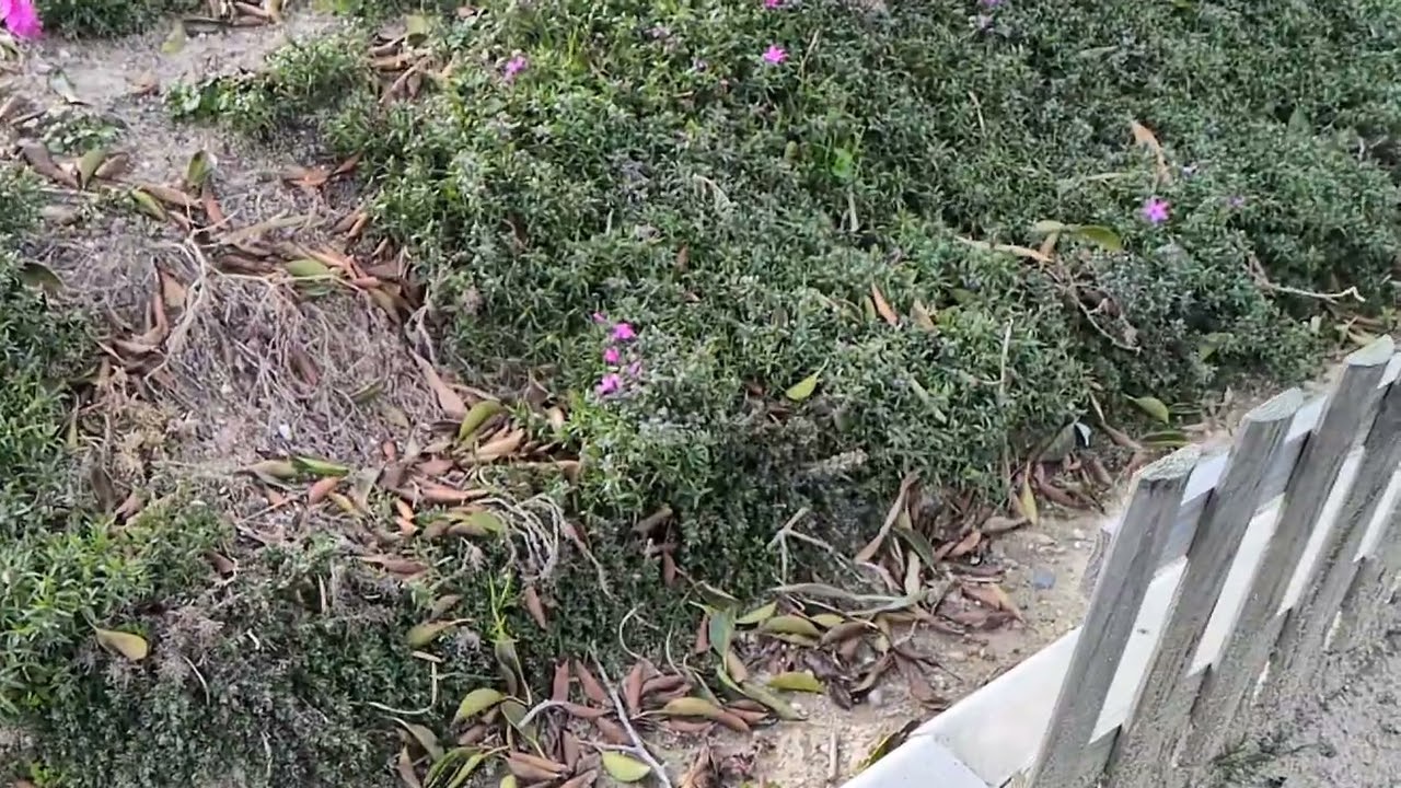 近くの芝桜〜咲きだし〜早い〜