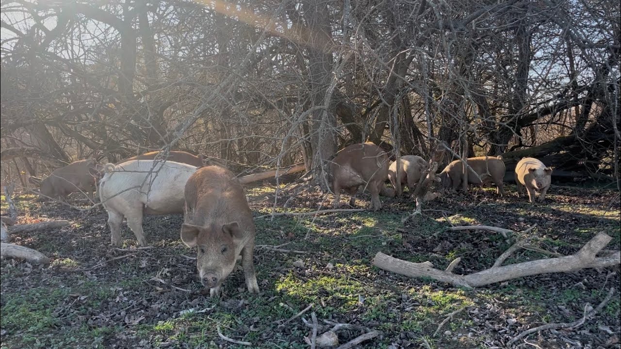 Let’s get these pigs back on pasture!