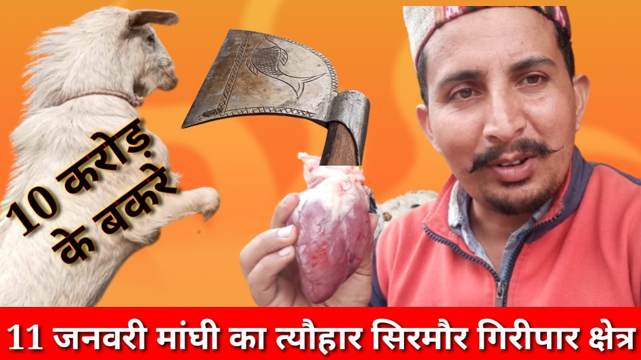 Maghi Festival // The biggest and most expensive festival of the Giripar region; goats worth cror...