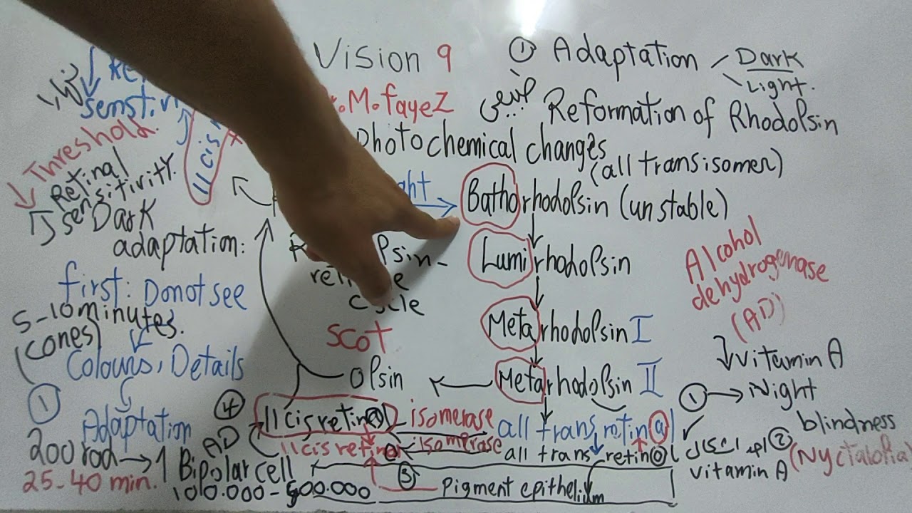 #Special_Sense_Dr_Mohamed_Fayez (Dark and Light Adaptation + Purkinje shift)