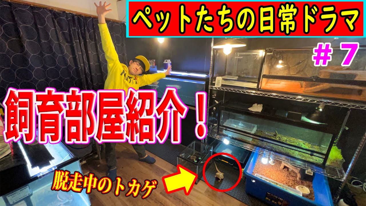 飼い主が飼育部屋を紹介する日の日常