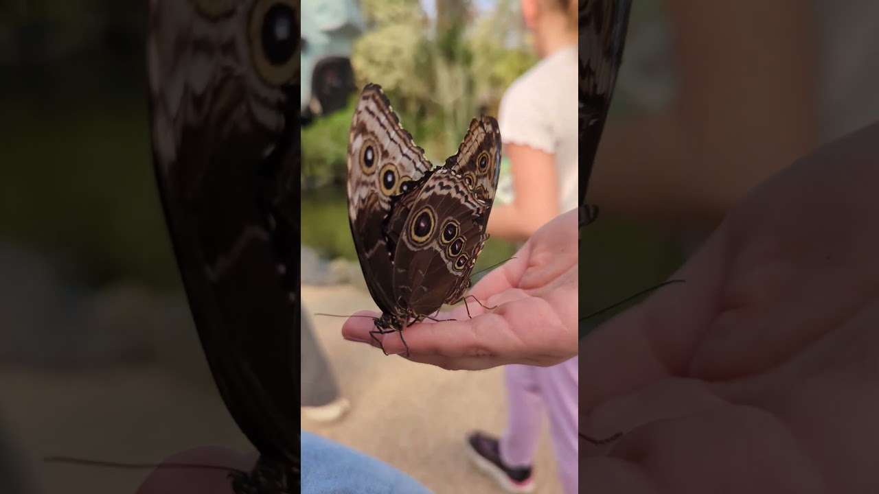 #Schmetterlinge#Pantropica#Tierwelt#Tropenhaus#Butterflies#NaturAbenteuer#EntdeckenMitKindern