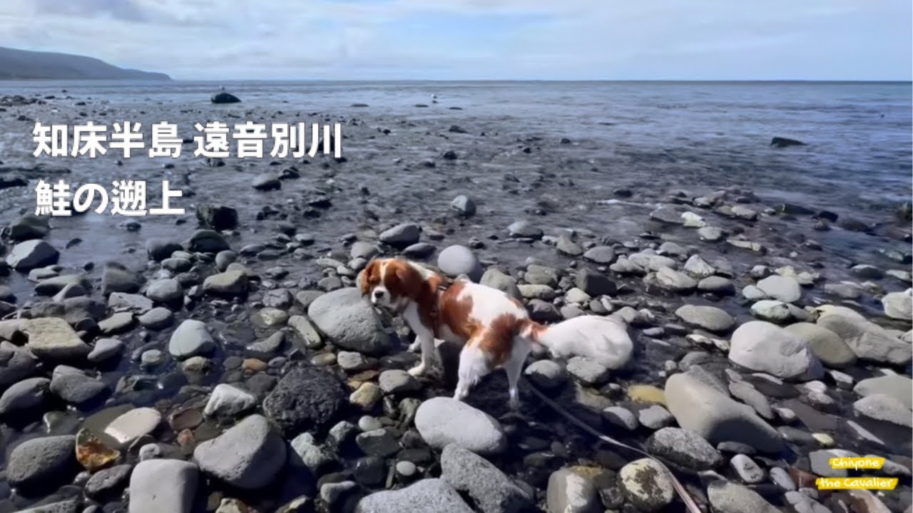 5日目: 知床峠の雲海チャレンジと鮭の遡上_ウトロ_遠音別川_小清水原生花園【キャバリア】/The dog with  Eastern Hokkaido_Day 5