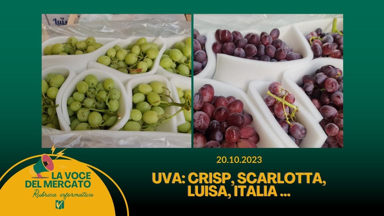 La voce del Mercato 20.10.2023: uva Autumn Crisp, Scarlotta, Luisa, Italia, Olivella e Crimson