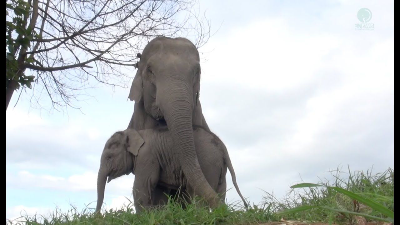 Rescued Elephant Moh Go Nar Keep Her Baby Jun Close All Time Journey - ElephantNews