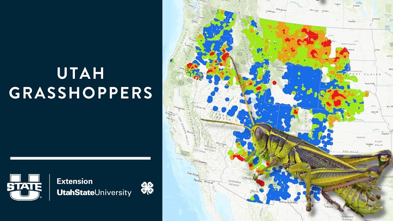 Utah Grasshoppers