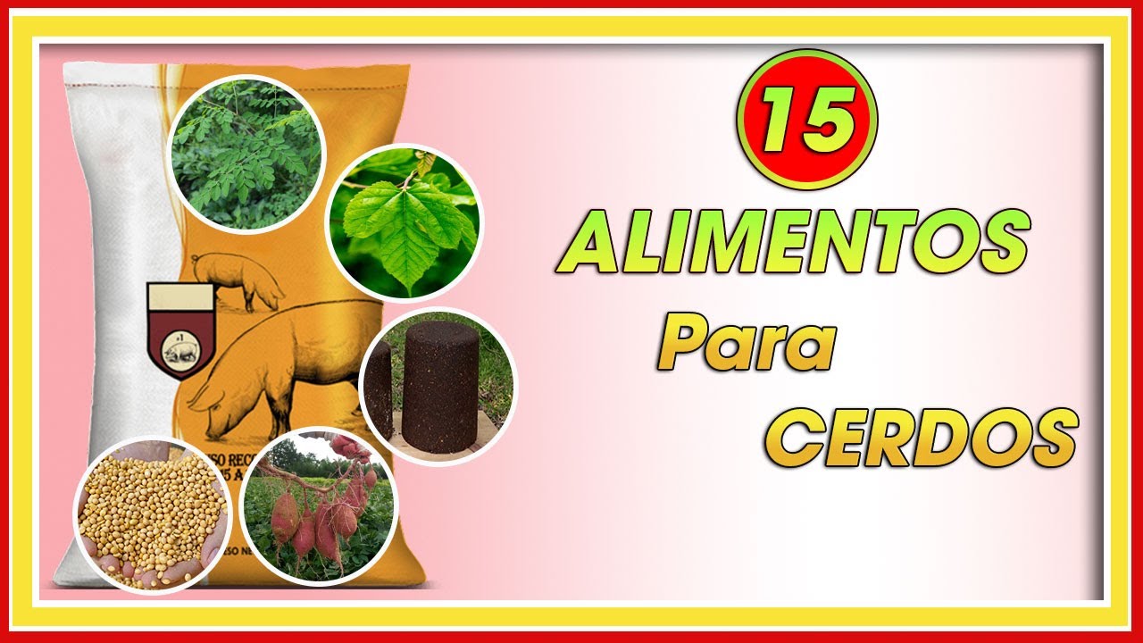 15 ALIMENTOS para CERDOS ǀ Ing. Jannin Hernández Blandón