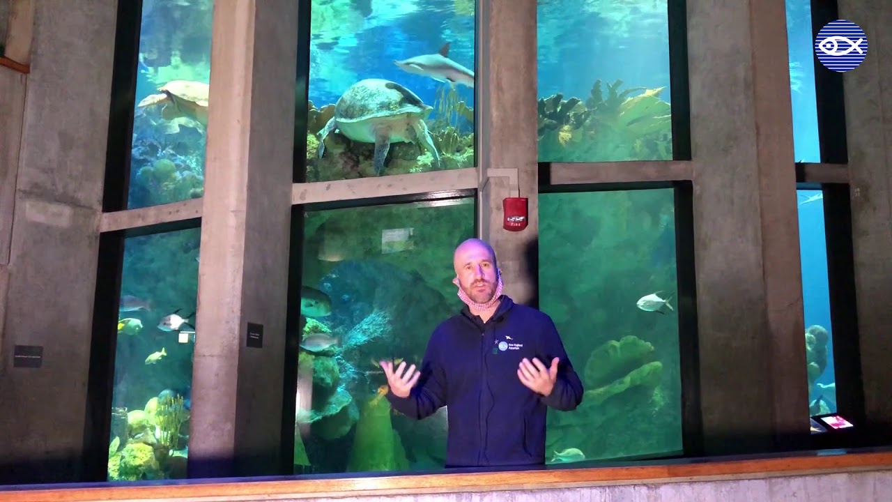 Virtual Visit: How Do Turtles Breathe?