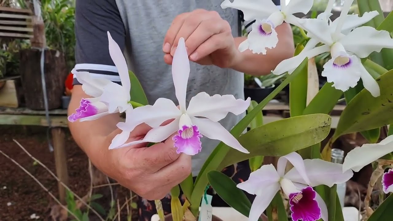 Как правильно выращивать Cattleya Purpurata — простые и надежные советы!