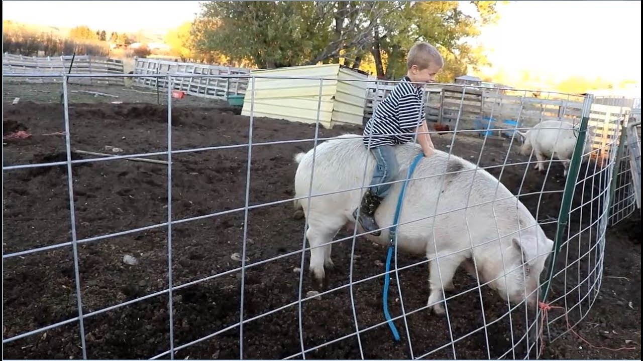 Riding a PIG! A Grand Kid Adventure!