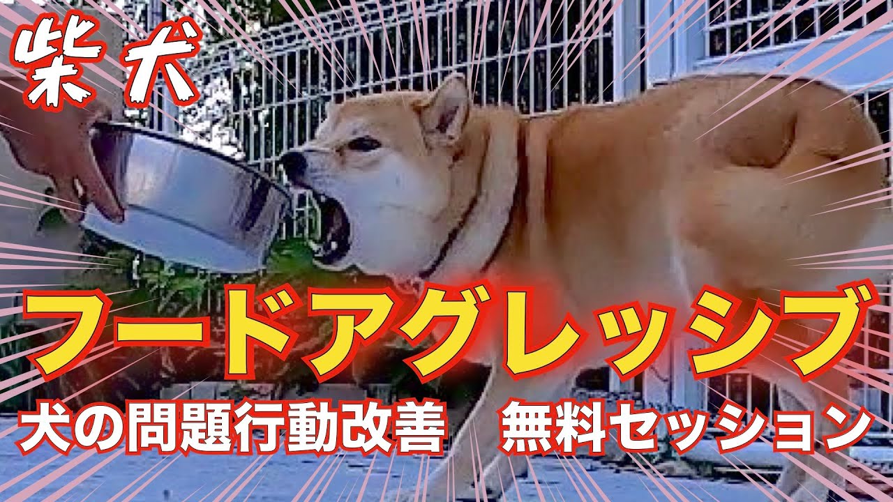 【噛む柴犬】食べ物に執着❗️噛みついてくる問題行動改善👍 犬の問題行動を改善する会3日間合宿2日目