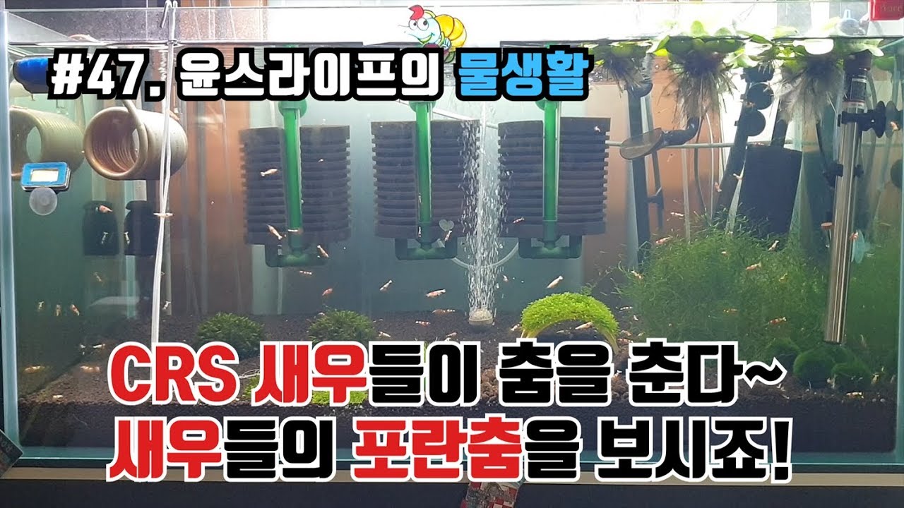 CRS 새우들이 춤을 춘다~ 새우들의 포란춤을 보시죠~!