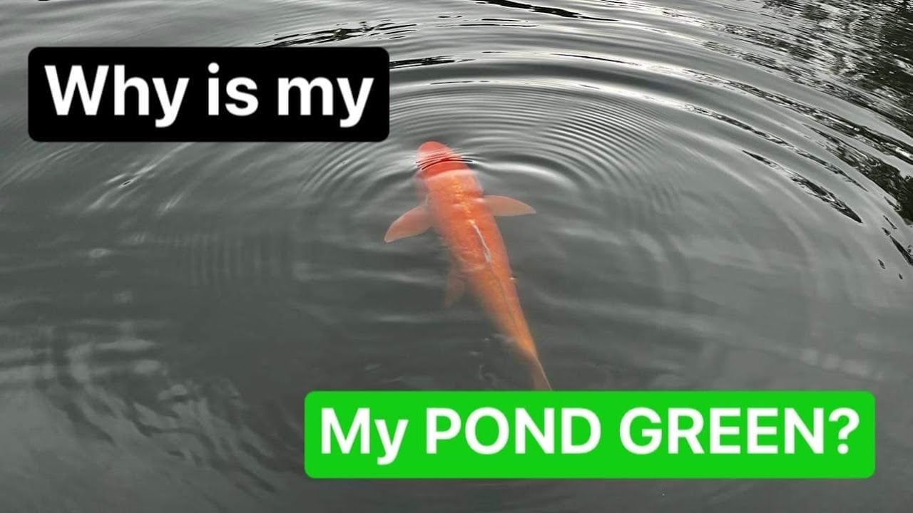 Why is my pond green?