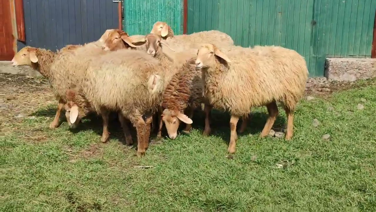 9 голов самок ягнят Арашан на продажу +996 507 210 291
