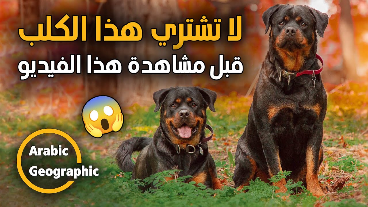 أسرار كلاب الروت وايلر | كلب الروت وايلر صفاته ,مواصفاته القياسية ,طباعه ,تاريخه ,أسراره.....